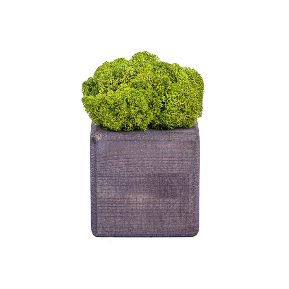 Композиция «Мох в интерьере»